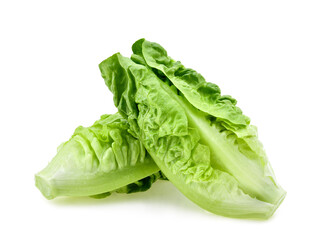 fresh baby cos (lettuce) on white background