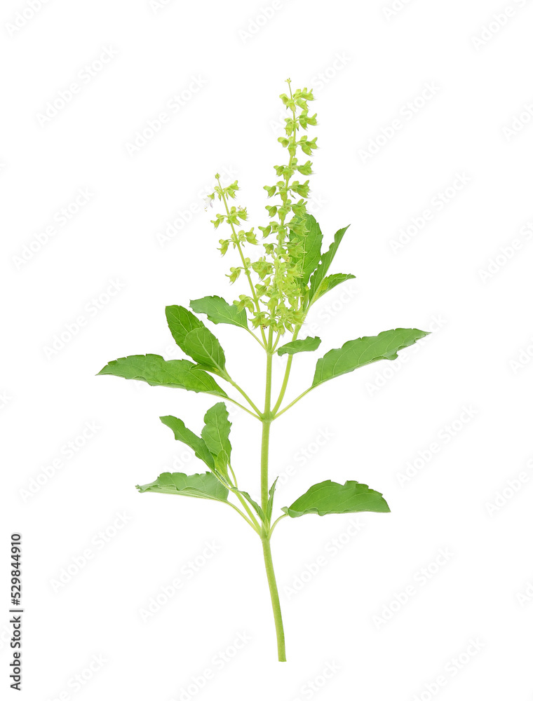 Wall mural fresh sweet basil flower isolated on a white background