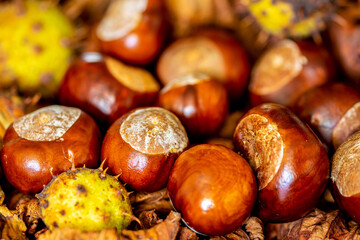 A group of conkers from the horse chestnut (Aesculus hippocastanum) with and without husks