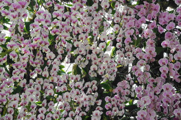 Fototapeta premium pink and white orchids flowers background