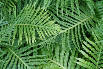 Fototapeta na wymiar Beautiful ferns leaves green foliage natural floral fern background in sunlight. Tropical Fern Bushes green season.