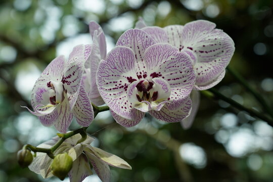 white orchid | Phalaenopsis orchid (butterfly orchid)