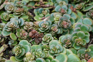 close up of a cactus