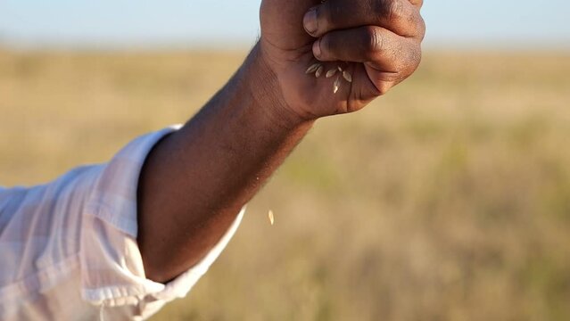 Black man hand pours wheat grains from fist against huge blurry plantations. African American agriculturist demonstrates good harvest on field