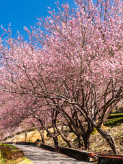 Naklejka na ściany i meble Landscape view of pink cherry blossoms at the sakura gardens of Wuling Farm in Taichung, Taiwan.