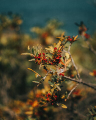 Flowers arround a forest with leaves