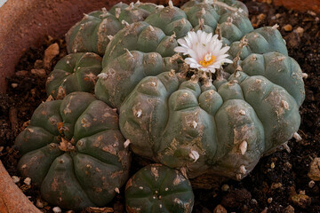 False peyote (Lophophora diffusa): non psychoactive plant, endemic to Mexico. - obrazy, fototapety, plakaty