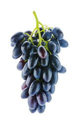 Shiny bunch of ripe backlit grapes isolated on white background. Close up image of hanging bunch of blue grapes