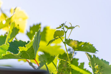 young grape clusters. Flowering grape