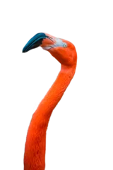 Gardinen Caribbean flamingo, Phoenicopterus ruber. © luis sandoval