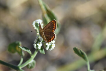 Mariposa morena sobre flor (aricia cramera) con fondo difuminado
