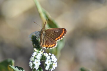 Obraz premium Mariposa morena sobre flor (aricia cramera) con fondo difuminado