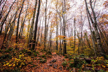 Fototapeta premium Autumn in La Fageda D En Jorda Forest, La Garrotxa, Spain