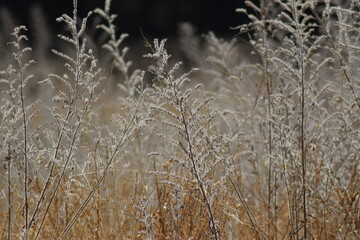 Fototapeta premium Paisaje campestre