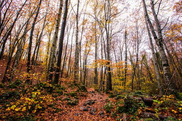Obraz premium Autumn in La Fageda D En Jorda Forest, La Garrotxa, Spain