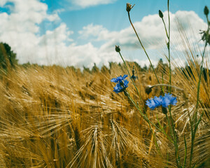 Cornflowers on a field