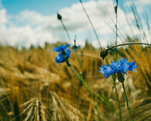 Cornflowers on a field