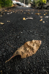Fallen dead leaf laying on the asphalt road