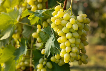 white grape bunch on the vine in vineyard