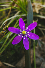 Blueflower that's in purple shade (Sinilill)
