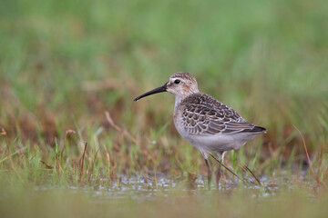 Waders or shorebirds, dunlin  in a wetland.