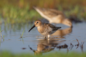 Waders or shorebirds, dunlin  in a wetland.