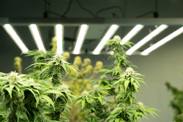 Selective focus on cannabis or marijuana leaf. With hand on the leaf to check and inspect for the growth and quality of the leaf. Cannabis for medical treatment. Inside of industrial cannabis farming