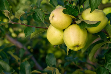 green apples on branch in garden ready to harvest