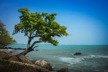 Stand alone tree on rock beside blue sea with clear blue sky