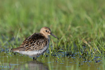 Waders or shorebirds, dunlin  in a wetland.