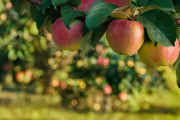 ripe apples on branch in garden ready to harvest
