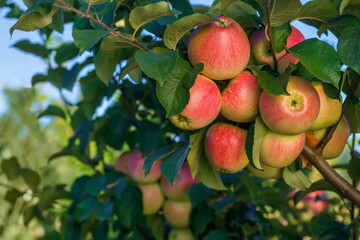 red apples on branch in garden with blue sky on the background