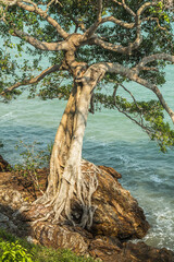 Stand alone tree near seashore and sea waves hitting the rock