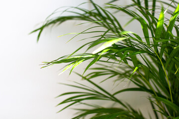 Decorative Areca palm near white wall