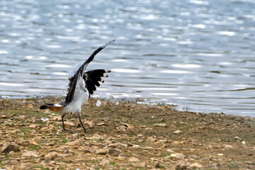 Lapwing is winning