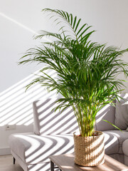 Decorative Areca palm near white wall