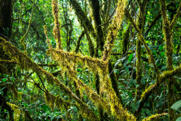 Moss on the plants