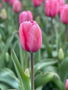 Sigli's Flower Collect