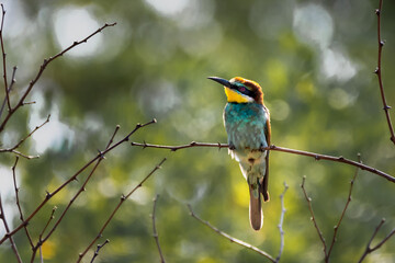 European Bee Eater (Merops Apiaster) With Colorful Plumage In Natural Habitat