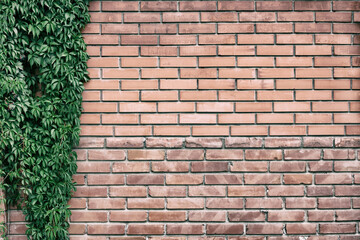Growing Virginia creeper vines frame on old red brick wall. Green foliage on rough brickwork. Natural background. Grunge texture