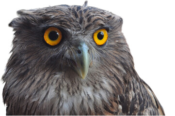 Brown fish owl isolated on a transparent background,  a headshot of brown fish owl, Owl with large piercing yellow eyes in a macro portrait. transparent