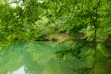 Very green cove on Smith Mountain Lake, Virginia.