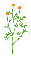 Chamomile herb. Cute white meadow flowers in vintage style