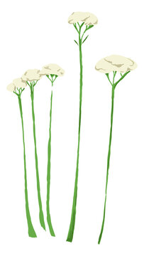 Medical herb illustration. Yarrow flowers. Achilea plant