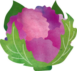 Colorful watercolor texture food ingredient vegetable Purple cauliflower