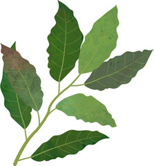 Colorful watercolor texture food ingredient vegetable Bay leaf