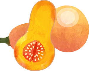Colorful watercolor texture food ingredient vegetable Butternut squash
