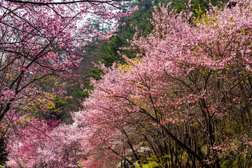Landscape view of pink cherry blossoms at the sakura gardens of Wuling Farm in Taichung, Taiwan.