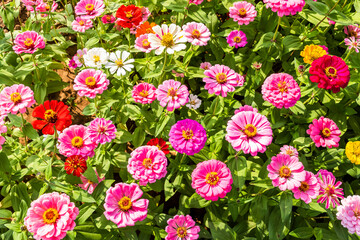 A large area of Cosmos bipinnatus flowers as a background