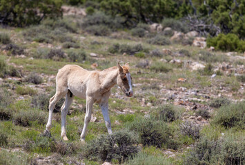 Wild Horse Foal in Montana in Summer